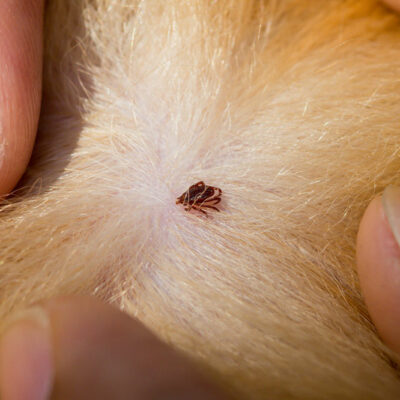 DIY Dog Remedies for Ticks and Fleas