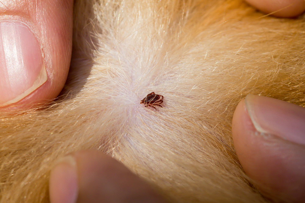 DIY Dog Remedies for Ticks and Fleas