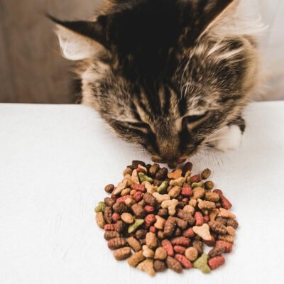 DIY Healthy Treat Recipes for Cats