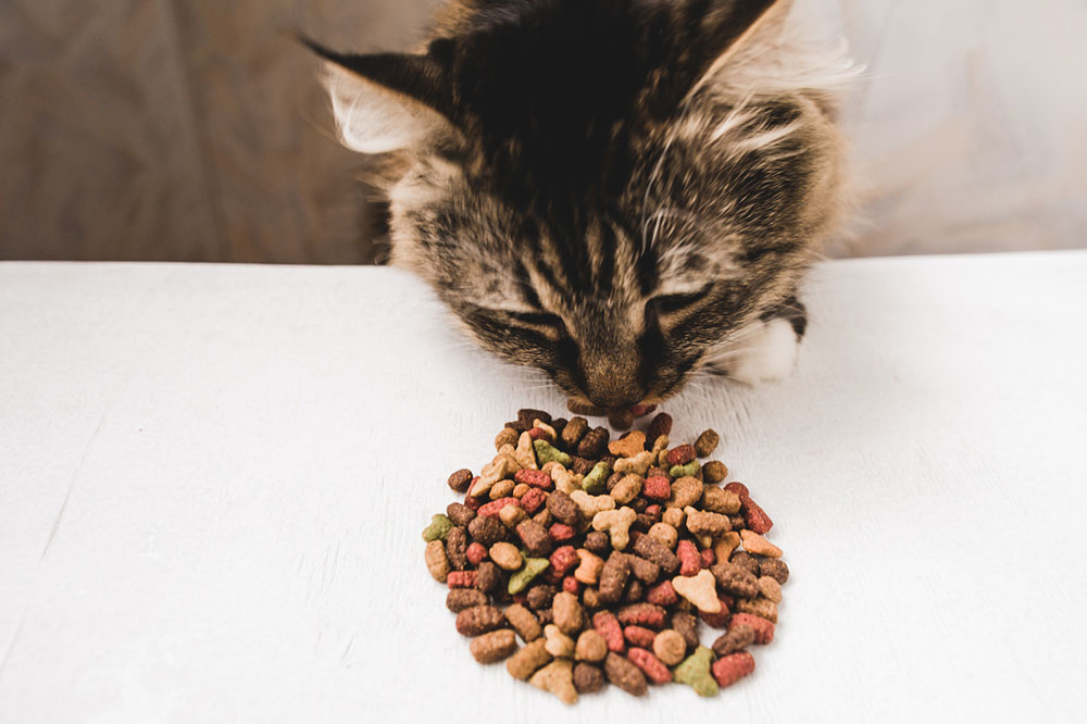 DIY Healthy Treat Recipes for Cats