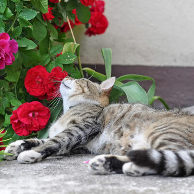 5 Gorgeous Houseplants That Are Toxic for Cats