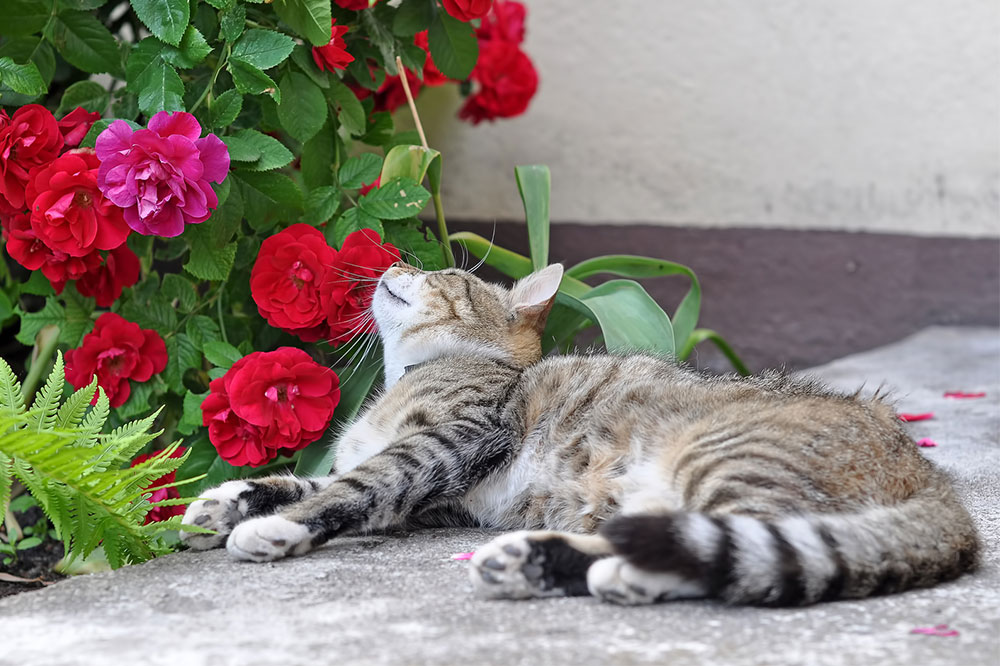 5 Gorgeous Houseplants That Are Toxic for Cats